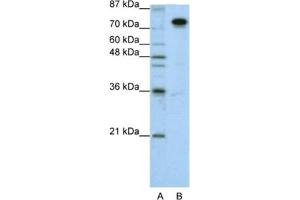 Western Blotting (WB) image for anti-Splicing Factor Proline/glutamine-Ric (SFPQ) antibody (ABIN2462181) (SFPQ antibody)