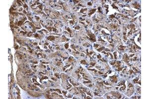 IHC-P Image WNT7A antibody detects WNT7A protein at secreted on mouse pancreas by immunohistochemical analysis. (WNT7A antibody  (Center))