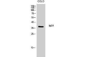 Western Blotting (WB) image for Rabbit anti-Human IgG1 (Internal Region) antibody (ABIN3185142) (Rabbit anti-Human IgG1 (Internal Region) Antibody)