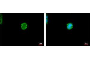 Image no. 3 for anti-Carboxylesterase 2 (CES2) (AA 310-522) antibody (ABIN1497478) (CES2 antibody  (AA 310-522))