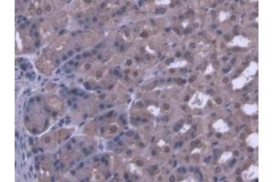 IHC-P analysis of Mouse Stomach Tissue, with DAB staining. (PANK1 antibody  (AA 298-500))