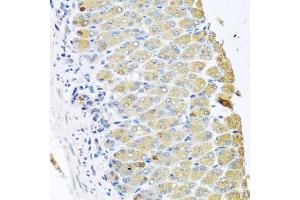 Immunohistochemistry of paraffin-embedded mouse stomach using OGFR antibody (ABIN5974255) at dilution of 1/100 (40x lens). (OGFR antibody)