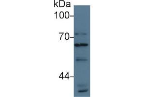 Western Blot; Sample: Human Hela cell lysate; Primary Ab: 3µg/ml Rabbit Anti-Human ATG16L1 Antibody Second Ab: 0.