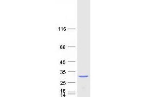 IAH1 Protein (Myc-DYKDDDDK Tag)