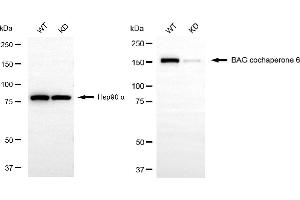 Western blotting analysis using BAG cochaperone 6 antibody (ABIN7800912).