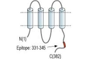 anti-Gap Junction Protein, alpha 1, 43kDa (GJA1) (AA 331-345), (C-Term), (Intracellular) antibody