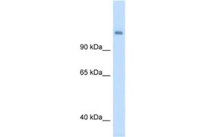 Western Blotting (WB) image for anti-Carbamoyl-Phosphate Synthase 1, Mitochondrial (CPS1) antibody (ABIN2462881) (CPS1 antibody)