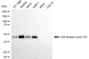 Western blotting analysis using cell division cycle 123 antibody (ABIN7798000). (CDC123 antibody)