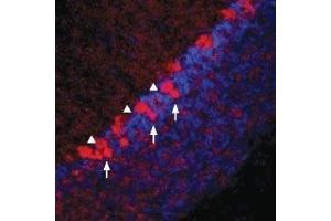 Expression of Vesicular GABA Transporter in rat cerebellumImmunohistochemical staining of rat frozen cerebellum sections using Anti-Vesicular GABA Transporter (VGAT) Antibody (ABIN7043719, ABIN7044467 and ABIN7044468), (1:100).