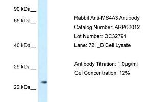 Western Blotting (WB) image for anti-Membrane-Spanning 4-Domains, Subfamily A, Member 3 (MS4A3) (N-Term) antibody (ABIN2788988) (MS4A3 antibody  (N-Term))