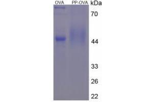 Image no. 1 for Pepsin protein (Ovalbumin) (ABIN1880264) (Pepsin Protein (Ovalbumin))
