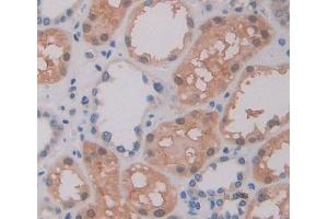 #VALUE! (ABCA9 antibody  (AA 1423-1590))