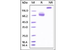 Biotinylated Human B7-1, Fc Tag on SDS-PAGE under reducing (R) and no-reducing (NR) conditions. (CD80 Protein (CD80) (AA 35-242) (Fc Tag,AVI tag,Biotin))