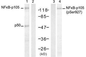 Western blot analysis of extract from HT-29 cells, untreated or treated with TNF-α and Calyculin A, using NFκB-p105/p50 (Ab-927) antibody (E021312, Lane 1 and 2) and NFκB-p105/p50 (Phospho-Ser927) antibody (E011312, Lane 3 and 4). (NFKB1 antibody)