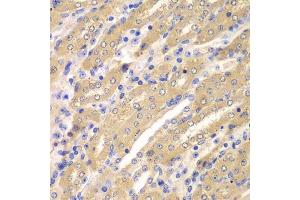 Immunohistochemistry of paraffin-embedded mouse kidney using ERGIC2 antibody. (ERGIC2 antibody  (AA 55-310))