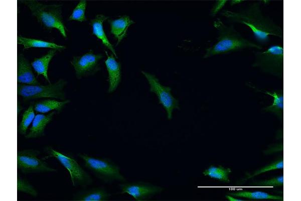 NRBF2 antibody  (AA 1-287)