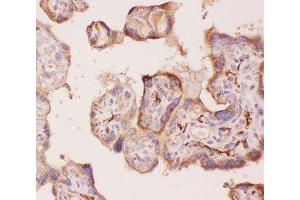 IHC-P: ANG2 antibody testing of human placenta tissue (ANG2 antibody  (AA 19-348))