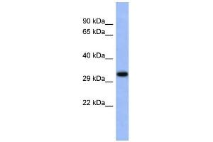 WB Suggested Anti-USF1 Antibody Titration:  0. (USF1 antibody  (Middle Region))