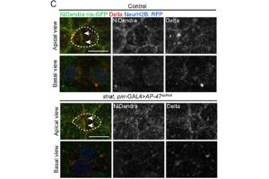 Immunofluorescence (IF) image for anti-Dendra 2 antibody (ABIN361314)