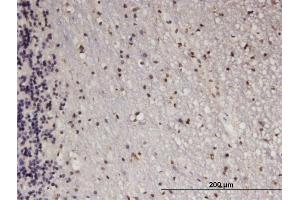 Immunoperoxidase of monoclonal antibody to ATF5 on formalin-fixed paraffin-embedded human cerebellum. (ATF5 antibody  (AA 101-200))