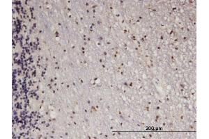 Immunoperoxidase of monoclonal antibody to ATF5 on formalin-fixed paraffin-embedded human cerebellum. (ATF5 antibody  (AA 101-200))