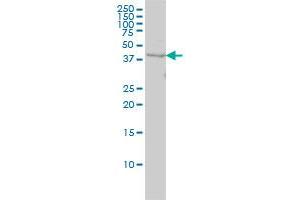 WDR77 monoclonal antibody (M01), clone 3F10 Western Blot analysis of WDR77 expression in HeLa . (WDR77 antibody  (AA 1-342))
