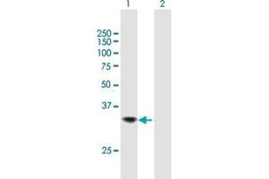 Western Blot analysis of TNFSF15 expression in transfected 293T cell line by TNFSF15 MaxPab polyclonal antibody.
