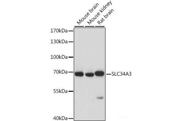 SLC34A3 antibody