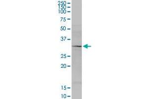 MRPS34 MaxPab rabbit polyclonal antibody. (MRPS34 antibody  (AA 1-218))