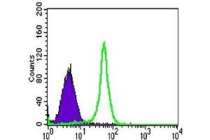 FC analysis of HL-60 cells using TAB2 antibody (green) and negative control (purple). (TAB2 antibody)