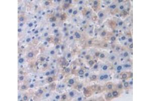 Figure. (SCGB1A1 antibody  (AA 22-96))