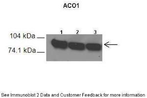 Lanes:   1. (Aconitase 1 antibody  (N-Term))