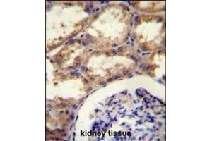 SEPT9 Antibody  (ABIN390155 and ABIN2840654) immunohistochemistry analysis in formalin fixed and paraffin embedded kidney tissue followed by peroxidase conjugation of the secondary antibody and DAB staining. (Septin 9 antibody  (C-Term))