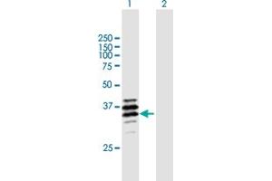 Western Blot analysis of PPT2 expression in transfected 293T cell line by PPT2 MaxPab polyclonal antibody.