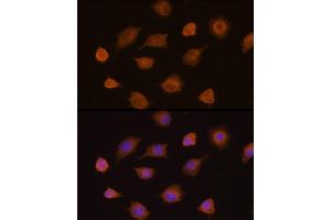 Immunofluorescence analysis of L929 cells using PKM2 Rabbit pAb  at dilution of 1:100 (40x lens). (PKM antibody  (AA 11-221))