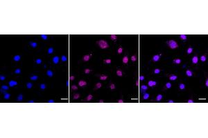 anti-PC4 and SFRS1 Interacting Protein 1 (PSIP1) antibody