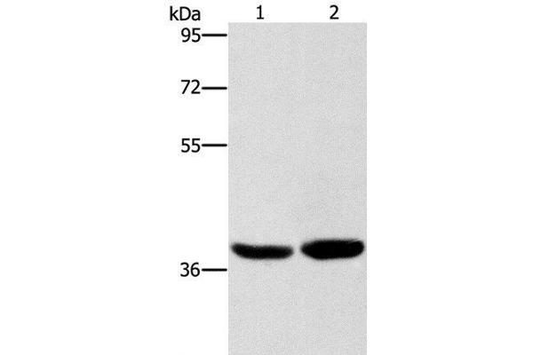 CAB39L antibody