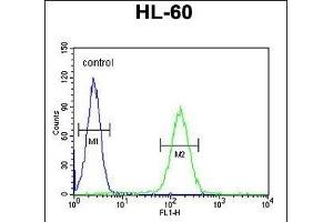 NOS1 Antibody (Center) 10269c flow cytometric analysis of HL-60 cells (right histogram) compared to a negative control cell (left histogram). (NOS1AP antibody  (AA 437-466))