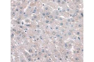 IHC-P analysis of Human Liver Tissue, with DAB staining. (APOA1 antibody  (AA 122-267))