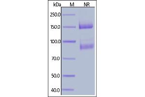 Integrin alpha V, Integrin beta 8 (ITGAV/ITGB8) (AA 31-992) protein (His tag,AVI tag,Biotin)
