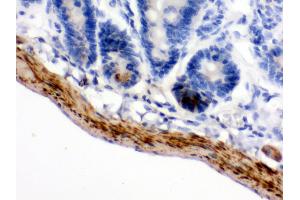 Anti- MAOB Picoband antibody,IHC(P) IHC(P): Mouse Intestine Tissue (Monoamine Oxidase B antibody  (C-Term))