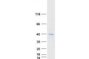 Validation with Western Blot (CHI3L1 Protein (Myc-DYKDDDDK Tag))