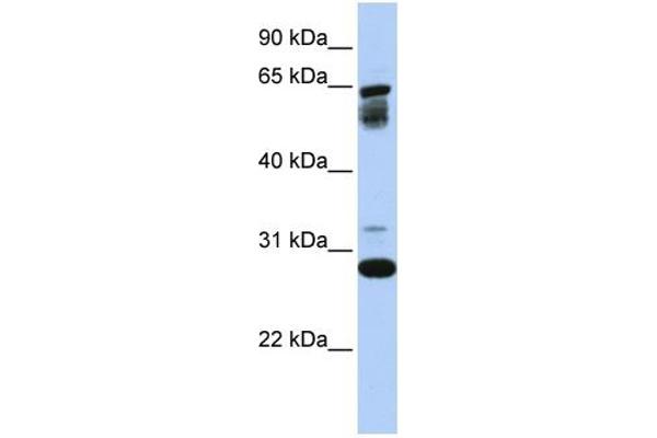 TMEM187 anticorps  (Middle Region)