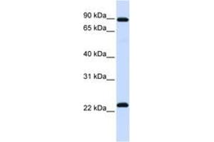Image no. 1 for anti-Regulator of G-Protein Signalling 19 (RGS19) (N-Term) antibody (ABIN6742424) (RGS19 antibody  (N-Term))