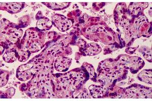 Human Placenta: Formalin-Fixed, Paraffin-Embedded (FFPE) (MED28 antibody  (Internal Region))