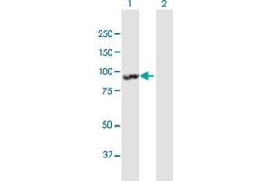 Western Blot analysis of ANKRD17 expression in transfected 293T cell line by ANKRD17 MaxPab polyclonal antibody. (ANKRD17 antibody  (AA 1-751))