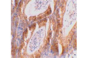 Immunohistochemical staining of mouse testis tissue using BCL2L14 polyclonal antibody  at 2 ug/mL . (BCL2L14 antibody  (C-Term))