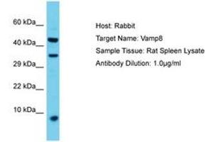 Image no. 1 for anti-Vesicle-Associated Membrane Protein 8 (Endobrevin) (VAMP8) (AA 40-89) antibody (ABIN6750424)