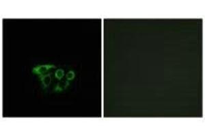 Immunofluorescence analysis of A549 cells, using ATP5L2 antibody. (ATP5L2 antibody)