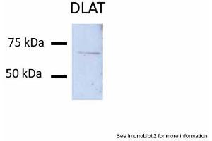 Sample Type: Huh7 lysate (50ug)Primary Antibody Dilution: 1:200Image Submitted By: Partha KasturiUniversity of Kansas Medical Center (DLAT antibody  (N-Term))